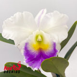Brassolaeliocattleya California Girl 'Orchid Library' x Mem. Anna Balmores 'Convex'