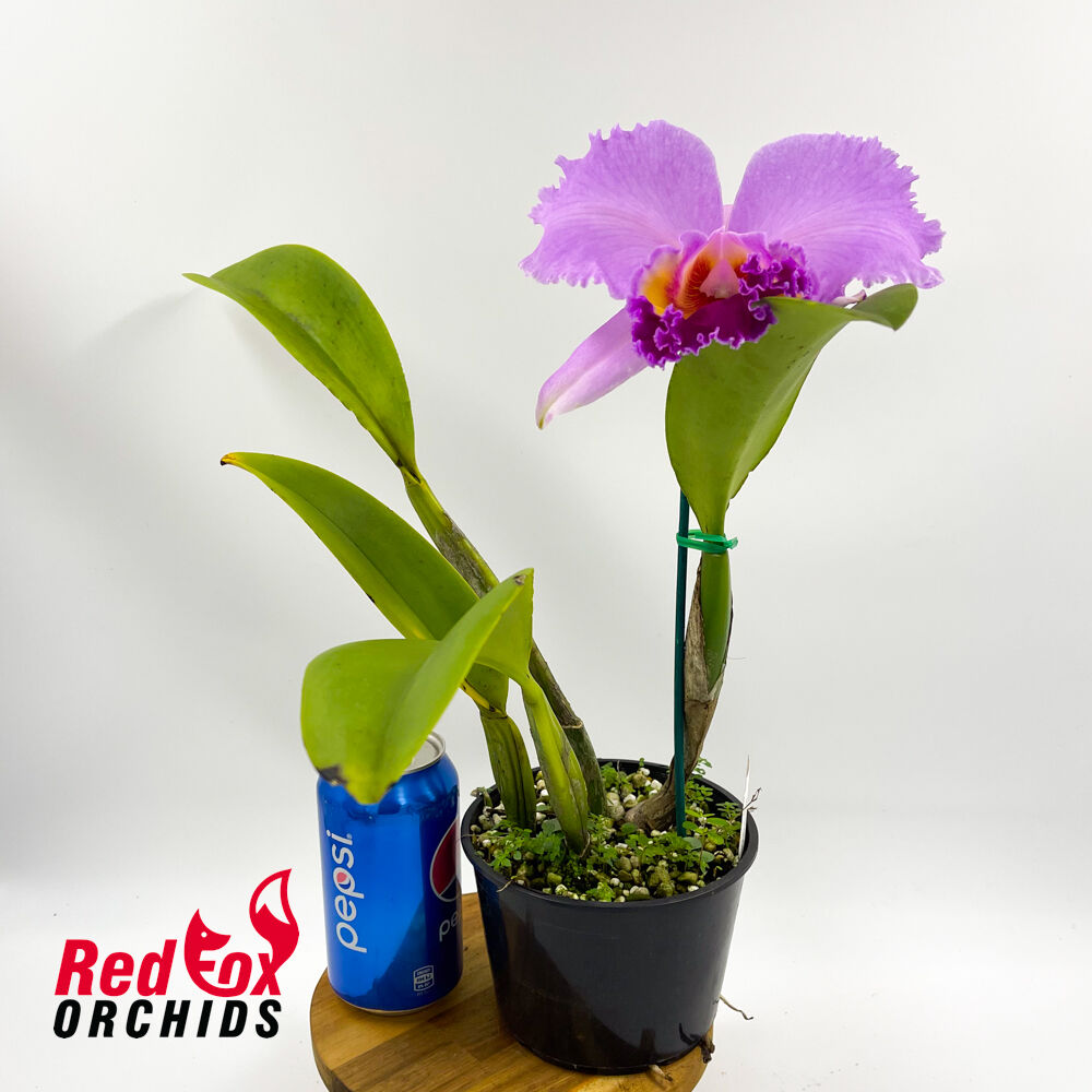 Brassolaeliocattleya Goldenzelle 'Tokyo' X Bc. Donna Kimura 'Paradise Tami'