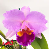 Brassolaeliocattleya Goldenzelle 'Tokyo' X Bc. Donna Kimura 'Paradise Tami'
