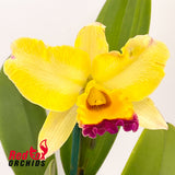 Laeliocattleya Susan Holcombe 'Yellow & Red' X Blc. Roy Maidment 'Dawn Lights'