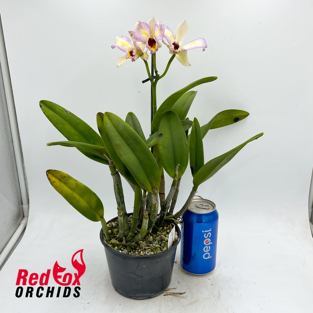 Brassolaeliocattleya Love Sound X Lc. Topaz Fancy