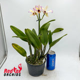 Brassolaeliocattleya Love Sound X Lc. Topaz Fancy