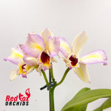 Brassolaeliocattleya Love Sound X Lc. Topaz Fancy