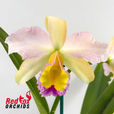Brassolaeliocattleya Topaz Love 'White, Yellow Splash' X Blc. George King 'Southern Cross'