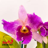 Potinara (Aussie Sunset X Hisako Akatsuka) X Blc. Burdekin News