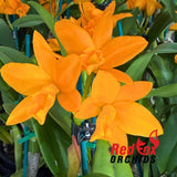 Rhyncattleanthe (Fuch's Orange Nugget x Young-Min Orange) 'Flora'