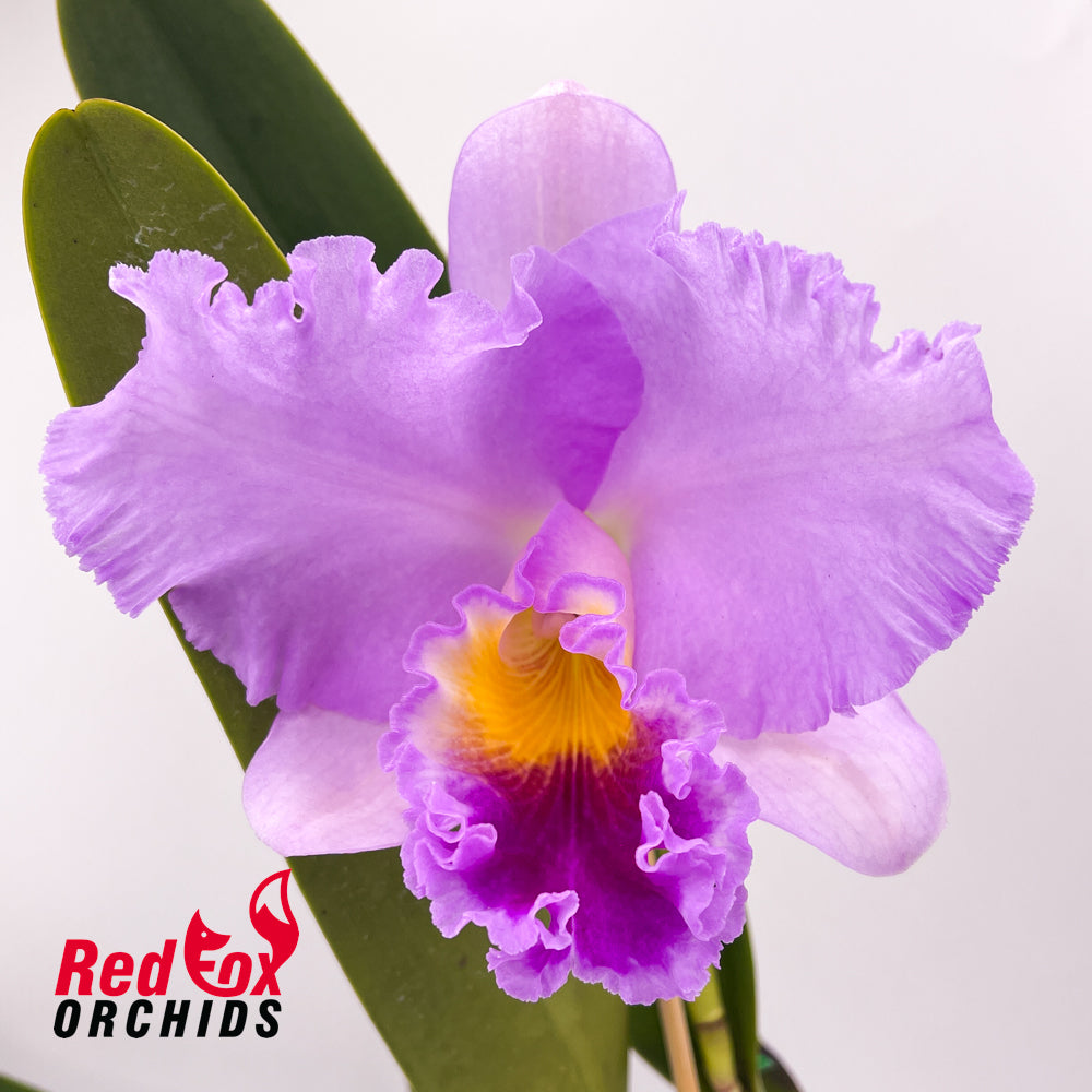 Cattleya Horace X Blc. Burdekin Bells 'Lynette'