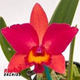 Potinara Little Magician 'Gold & Red' X Slc. Love Castle 'K.K.'