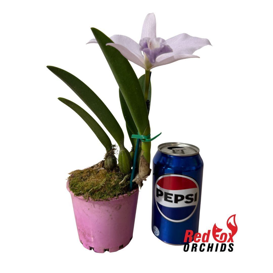 Cattleya mossiae var. coerulea X Lc. Moonlight Dream