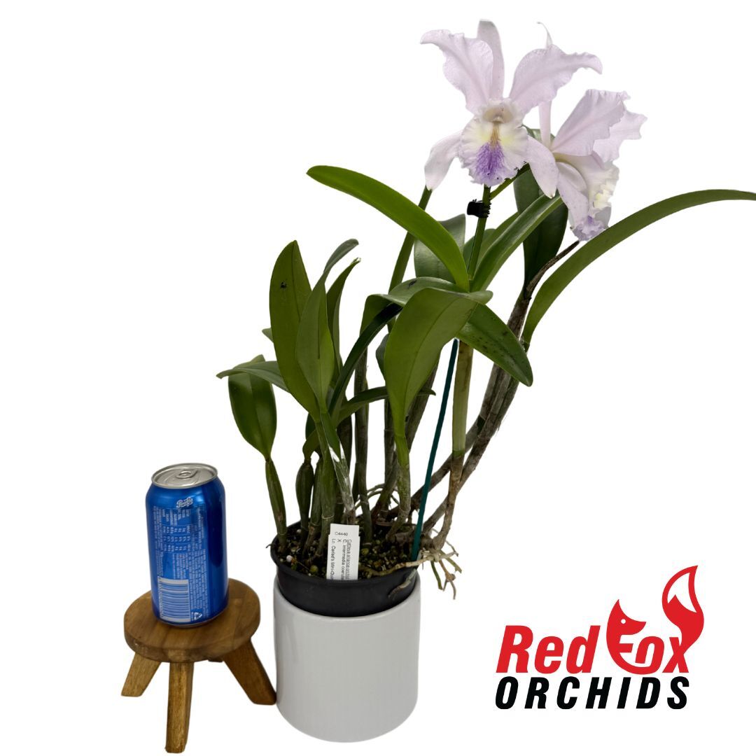 Cattleya intermedia coerulea (4n) 'Big & Fat' X Lc. Cariad's Mini-Quinee 'Angel Kiss'