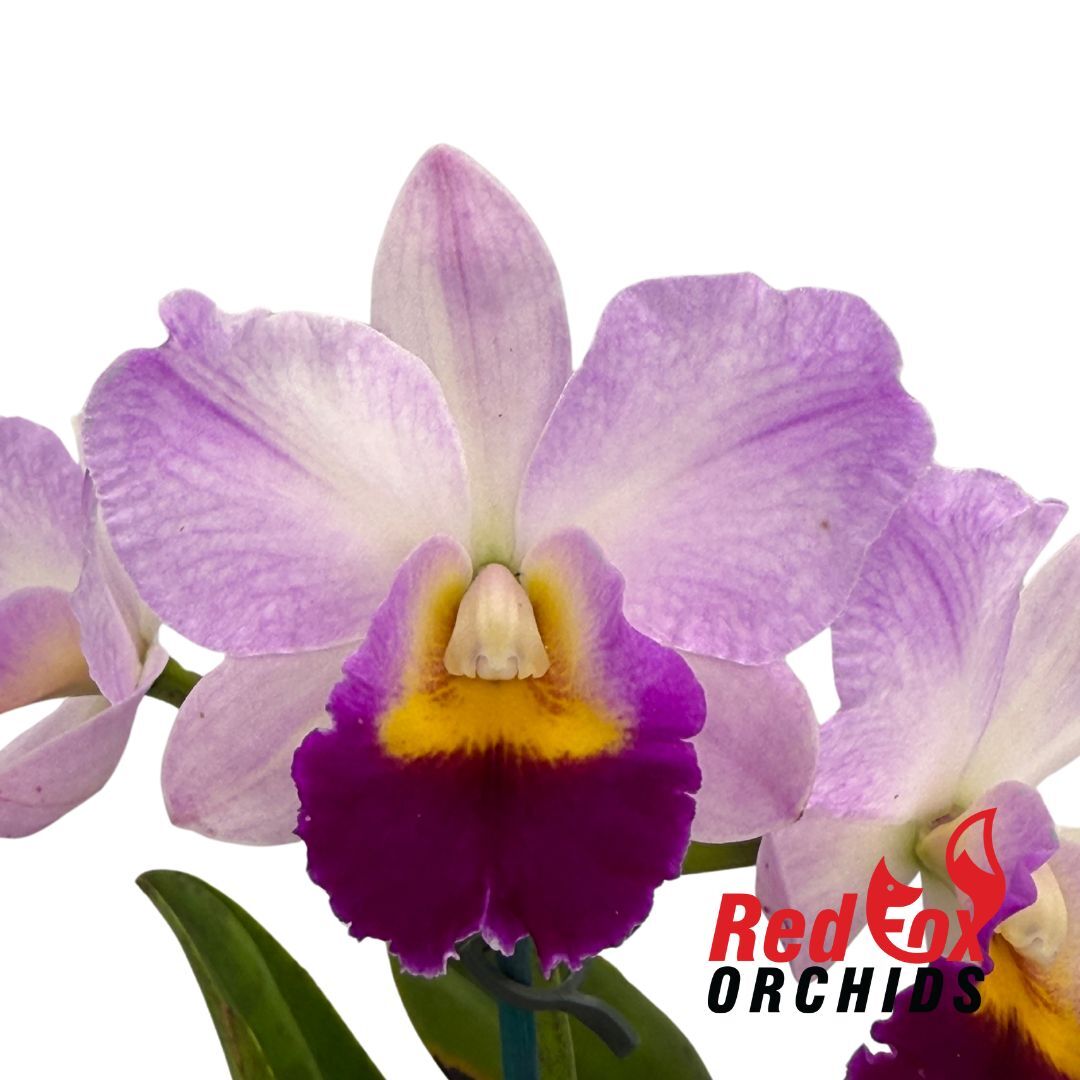 Brassolaeliocattleya Topaz Love X Blc. Memoria Anna Balmores 'Convex'