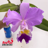 Cattleya Horace x Laeliocattleya Suksan's Fancy