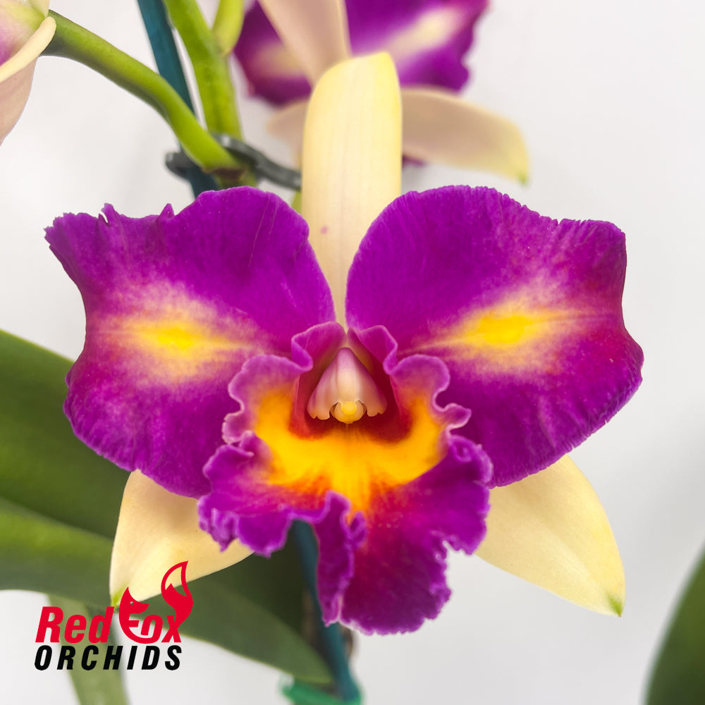 Brassolaeliocattleya Tzeng-Wen Dragon X Blc. Tzeng-Wen Beauty