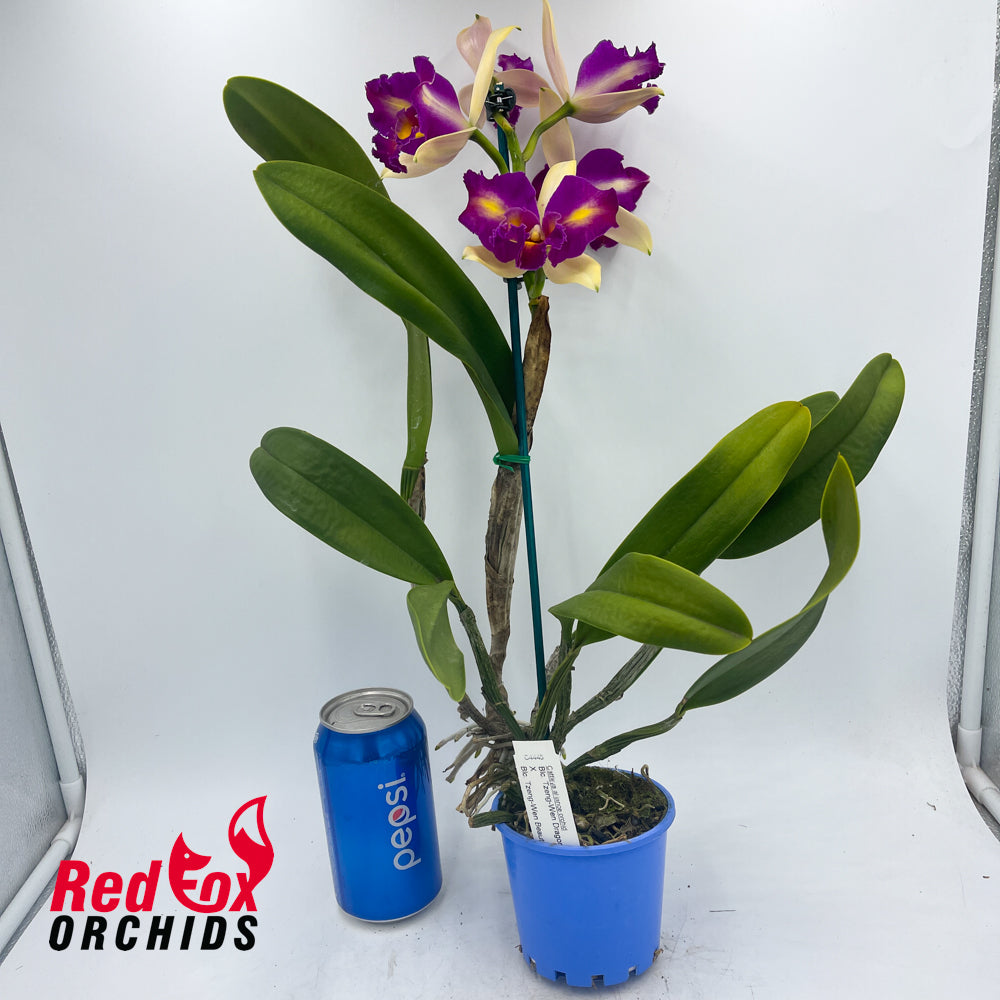 Brassolaeliocattleya Tzeng-Wen Dragon X Blc. Tzeng-Wen Beauty