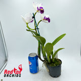 Laeliocattleya (Shirayukihime X Orglade's Glow) X Blc. Burdekin News