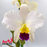 Brassolaeliocattleya Topaz Impact