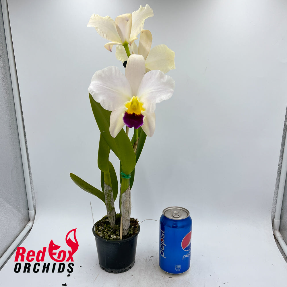 Brassolaeliocattleya Topaz Impact