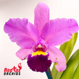 Laeliocattleya Aussie Sunset X Blc. (Caudebec X Dal's Grace)
