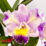 Brassolaeliocattleya Love Sound X Lc. Orchid Affair