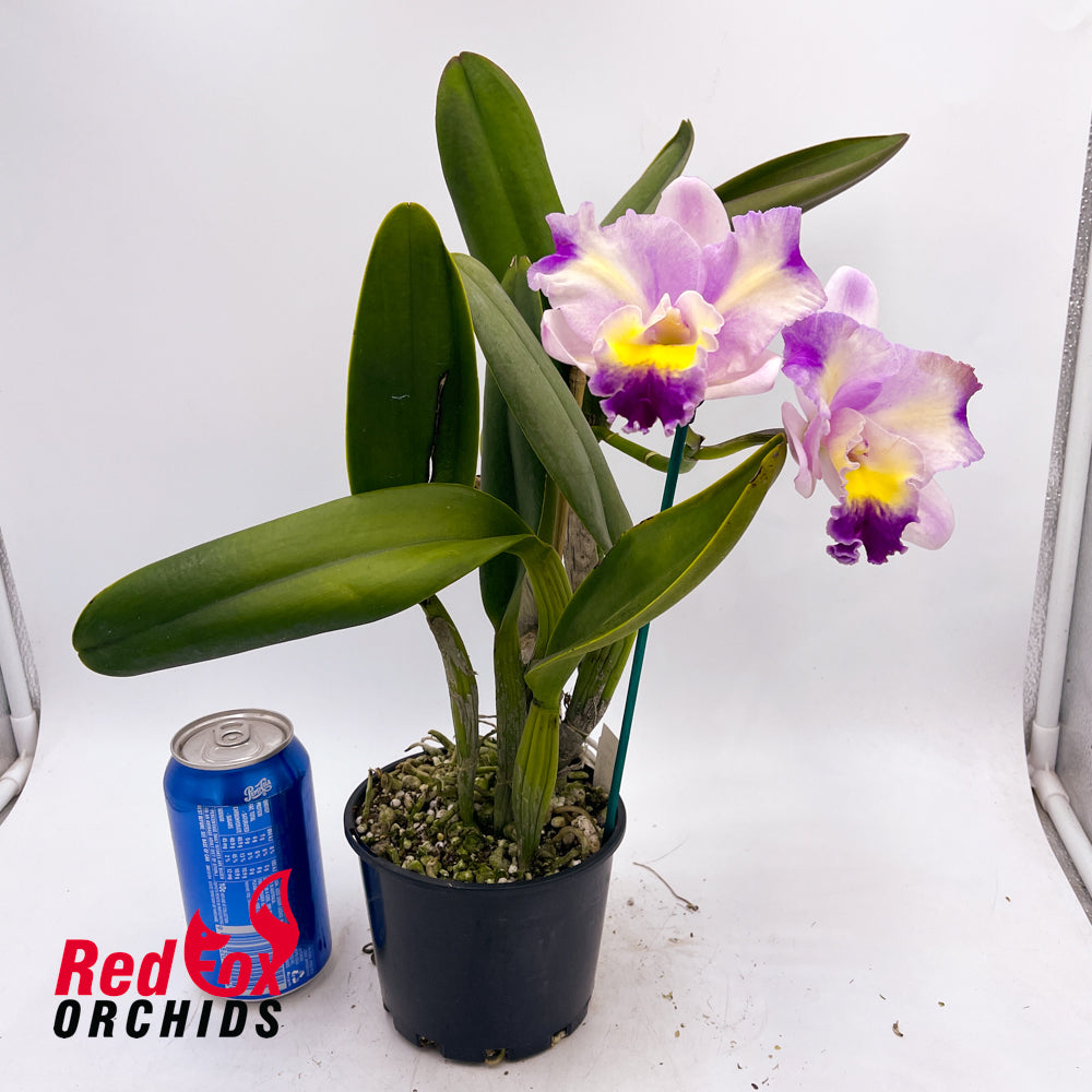 Brassolaeliocattleya Love Sound X Lc. Orchid Affair