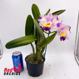 Brassolaeliocattleya Love Sound X Lc. Orchid Affair
