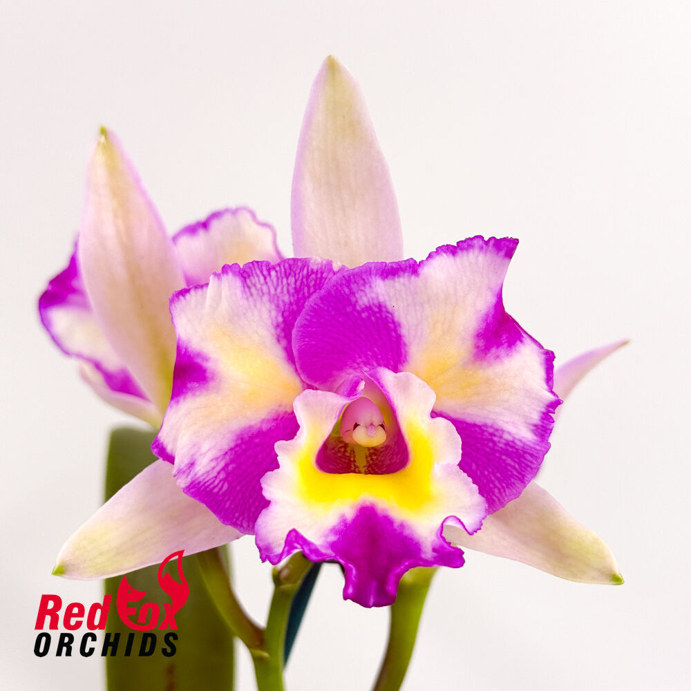 Potinara Shin Shiang Diamond 'Orchis' X Bc. Deception Flare 'Yellow Flare'