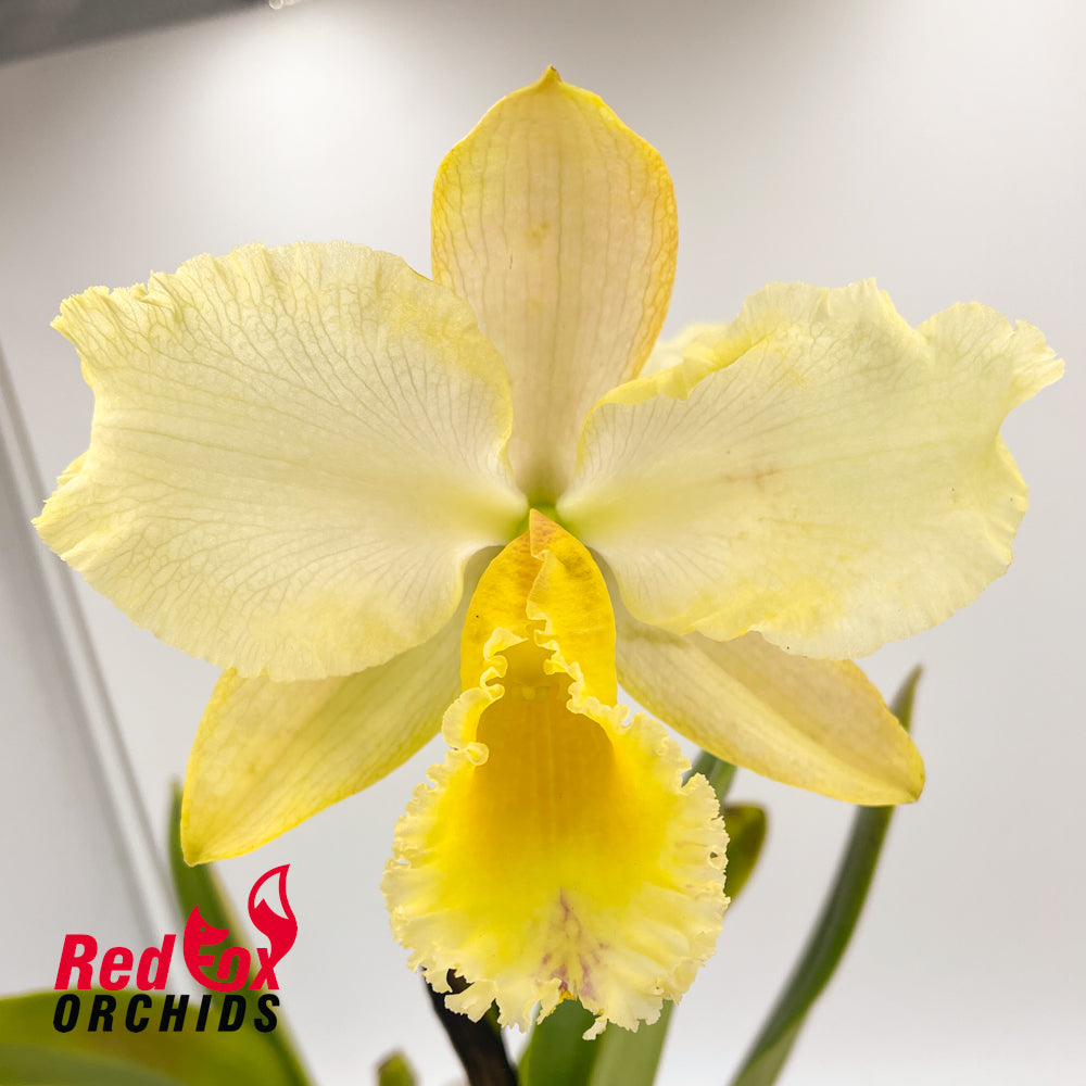 Potinara Shin Shiang Diamond 'Orchis' x Brassolaeliocattleya Aussie Sunrise T'nt 'Flamboyant'