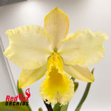 Potinara Shin Shiang Diamond 'Orchis' x Brassolaeliocattleya Aussie Sunrise T'nt 'Flamboyant'