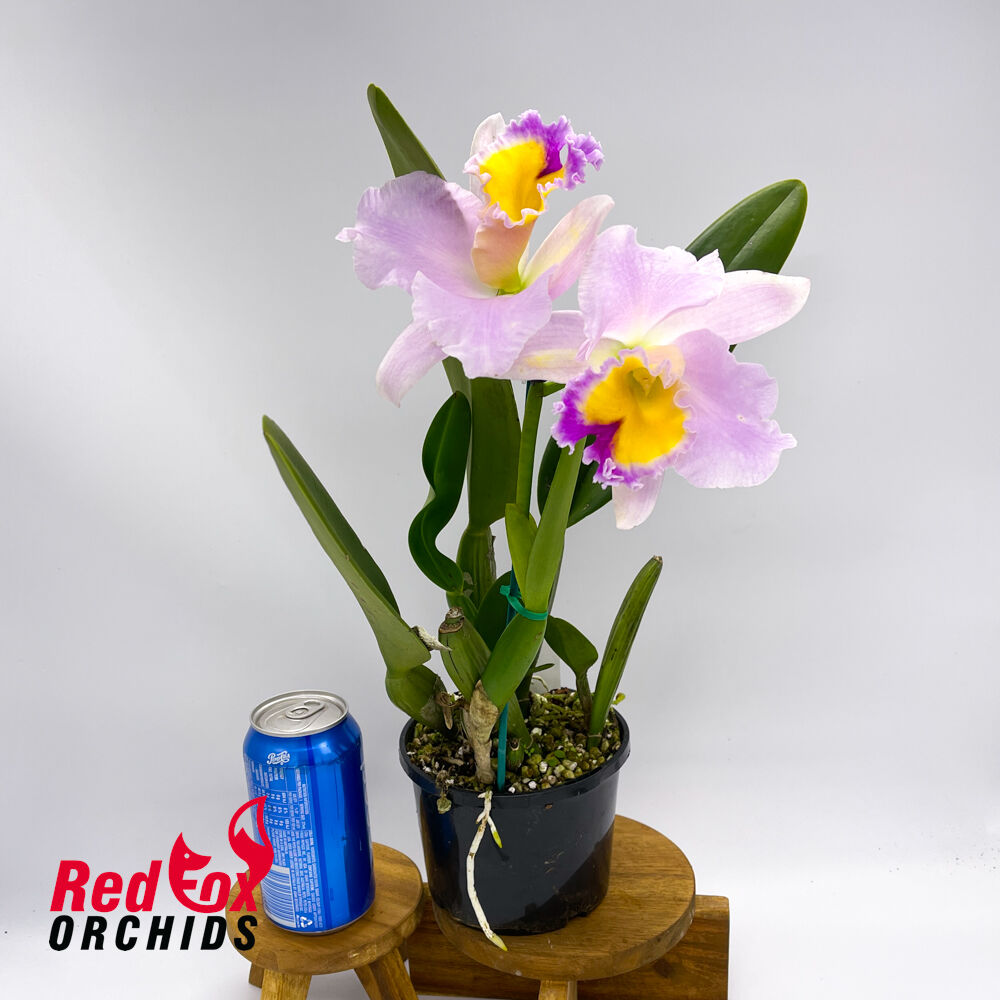 Brassolaeliocattleya California Girl 'Orchidlibrary' X Blc. Topaz Impact