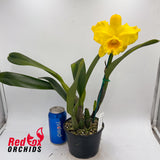 Cattleya Horace X Rth. Nell Hammer