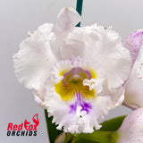 Brassolaeliocattleya Pretty Nicole X Blc. Burdekin News