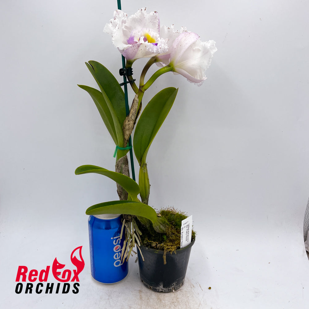 Brassolaeliocattleya Pretty Nicole X Blc. Burdekin News