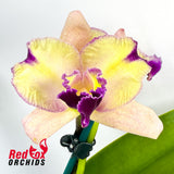 Laeliocattleya Mari's Song X Blc. Kei's Love Sound