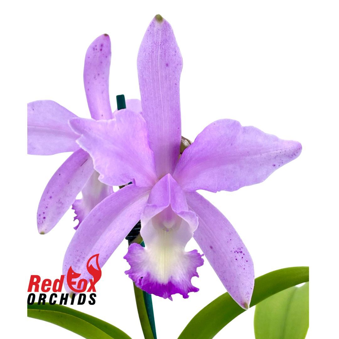 Cattleya Betsy's Azure Sea (4n) 'VG' X C. intermedia (C.1313) 'Big Pink'