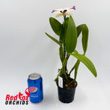 Cattleya Moonlight Dream X C. Betsy's Azure Sea