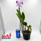Laeliocattleya (Angel Heart X loddigesii) X Blc. Tsutung Beauty 'C.S.'