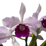 Cattleya purpurata S-A coerulea (El Dorado) X Lc. Tahoe Rose coerulea