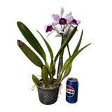 Cattleya purpurata S-A coerulea (El Dorado) X Lc. Tahoe Rose coerulea