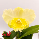 Cattleya loddigesii (4n) '1TF' X Pot. Free Horizon 'Lemon Delicious'