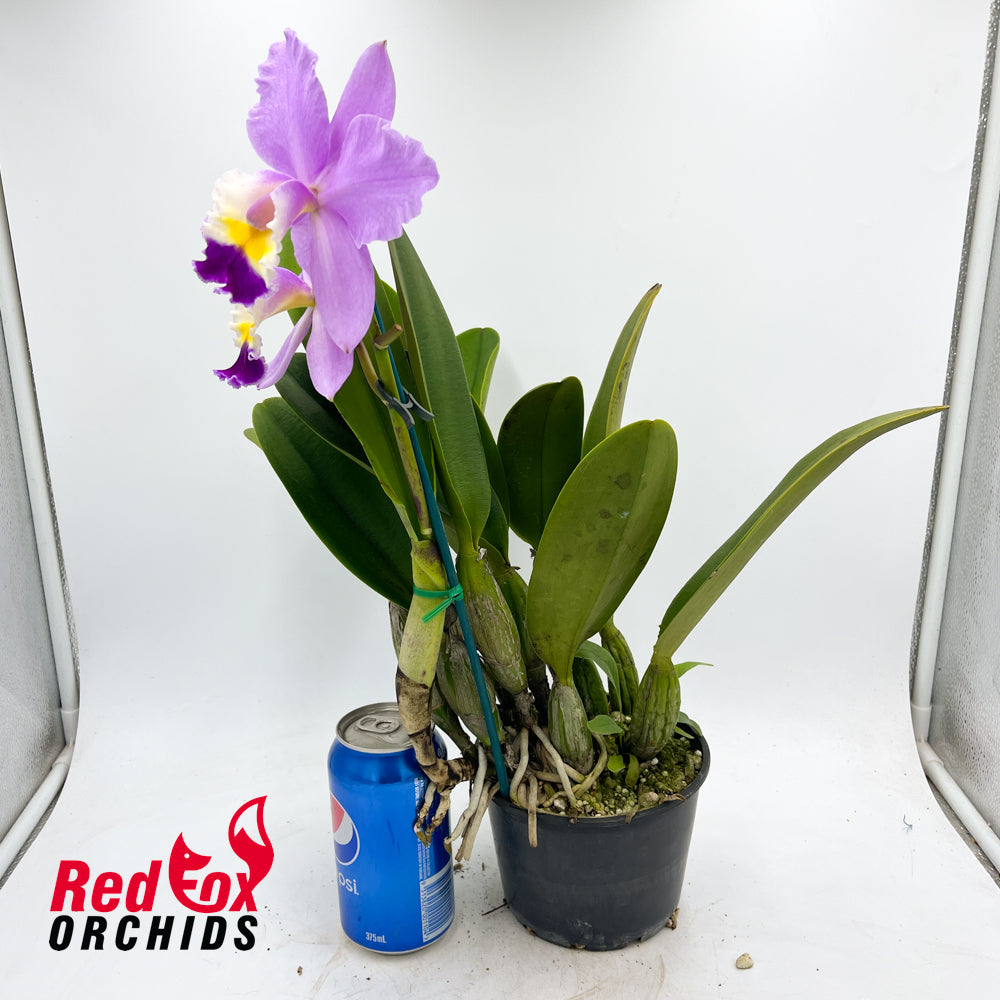 Laeliocattleya Shirayukihime 'M' x Cattleya Snow Blind (4n)