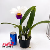 Laeliocattleya Shirayukihime 'M' X Lc. Magic Melody 'Superb'