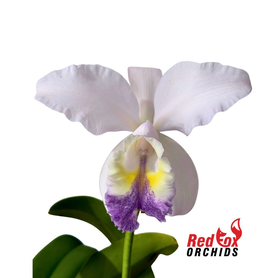 Cattleya Betsy's Azure Sea (4n) X C. mossiae var. coerulea