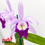 Cattleya purpurata coerulea X Lc. Moonlight Dream