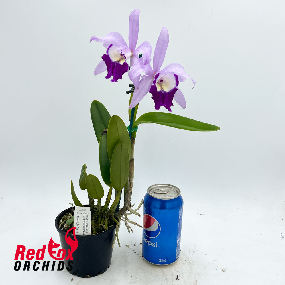 Cattleya purpurata coerulea X Lc. Moonlight Dream