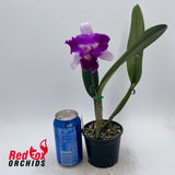 Cattleya purpurata var. carnea 'GBTS' x Laeliocattleya Mari's Song