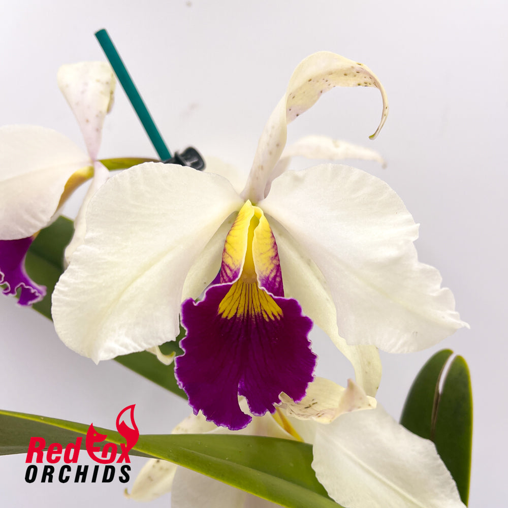 Cattleya purpurata var. carnea 'B' X Lc. Magic Melody 'Superb'