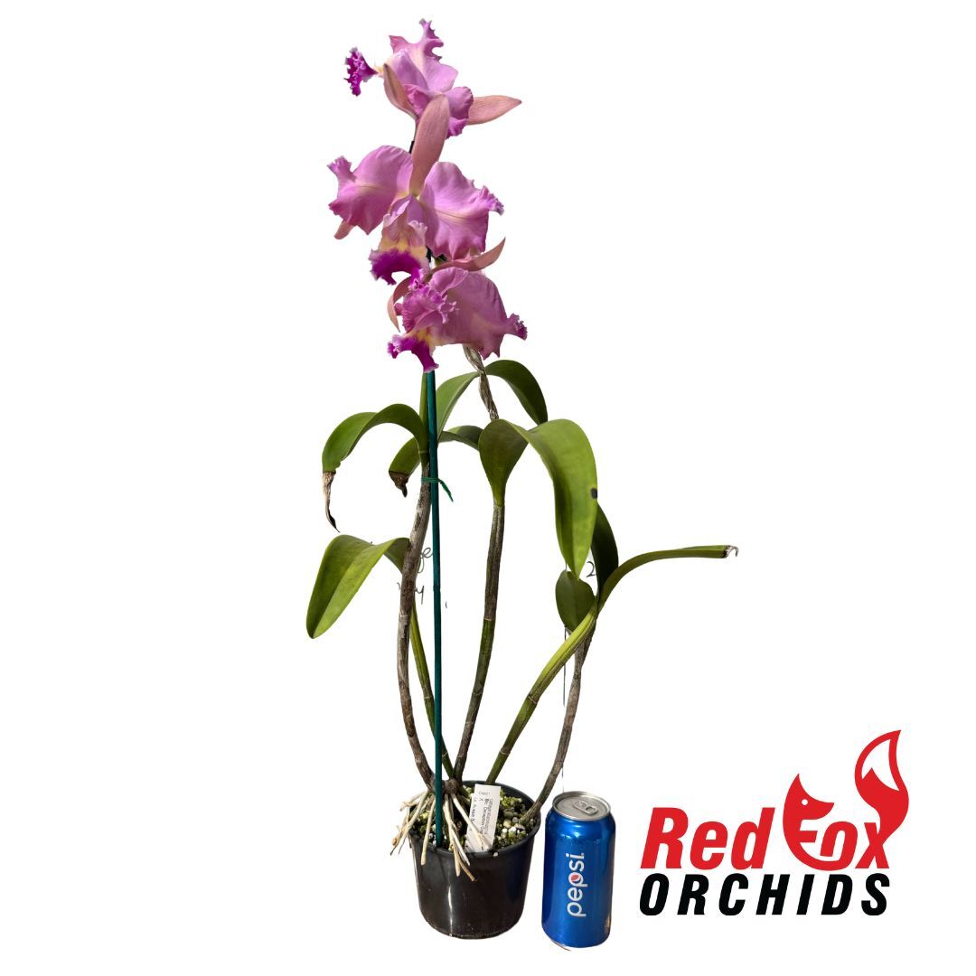 Brassolaeliocattleya Deception Grace X Lc. Aussie Sunset