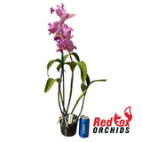 Brassolaeliocattleya Deception Grace X Lc. Aussie Sunset
