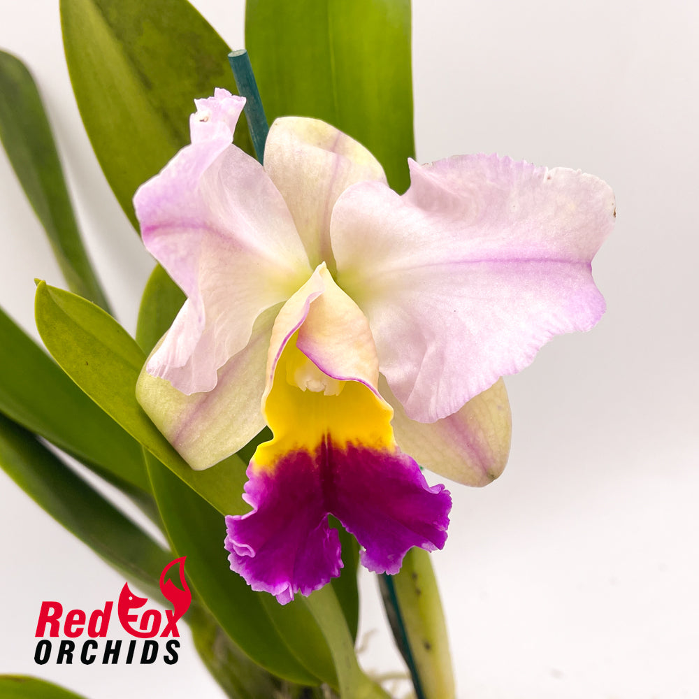 Potinara Little Magician 'Gold & Red' X Blc. Golden Majestic '2'