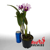 Brassolaeliocattleya  Topaz Love X Blc. Burdekin Snowdrift